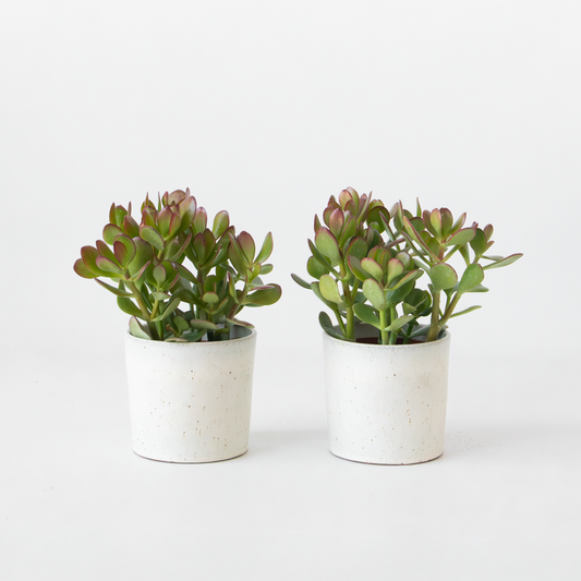 Florastore Jadeväxt - 2-Pack - Crassula Ovata - Höjd 15-25Cm - Ø12Cm