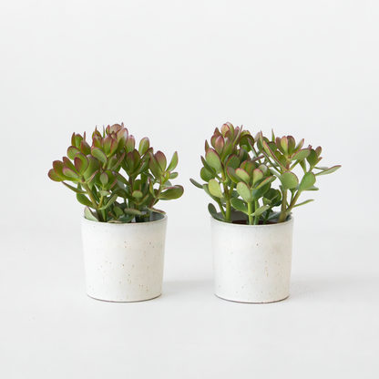Succulents Jadeväxt - 2-Pack - Crassula Ovata - Höjd 15-25Cm - Ø12Cm