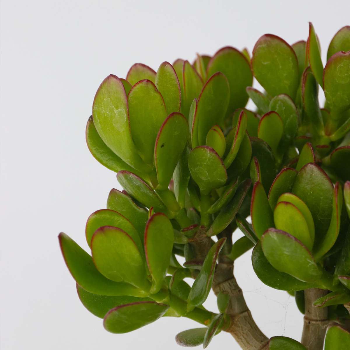 Succulents Jadeväxt - 2-Pack - Crassula Ovata - Höjd 15-25Cm - Ø12Cm