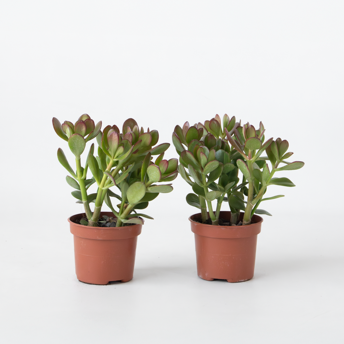 Succulents Jadeväxt - 2-Pack - Crassula Ovata - Höjd 15-25Cm - Ø12Cm