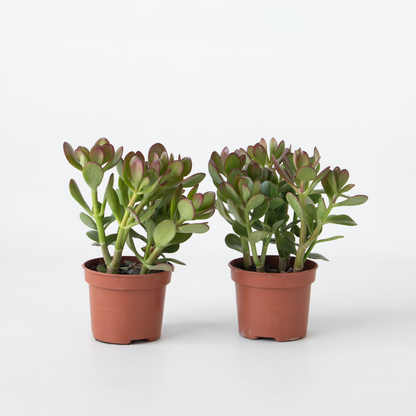 Succulents Jadeväxt - 2-Pack - Crassula Ovata - Höjd 15-25Cm - Ø12Cm