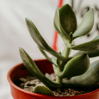 Succulents Jadeväxt - 2-Pack - Crassula Ovata - Höjd 15-25Cm - Ø12Cm