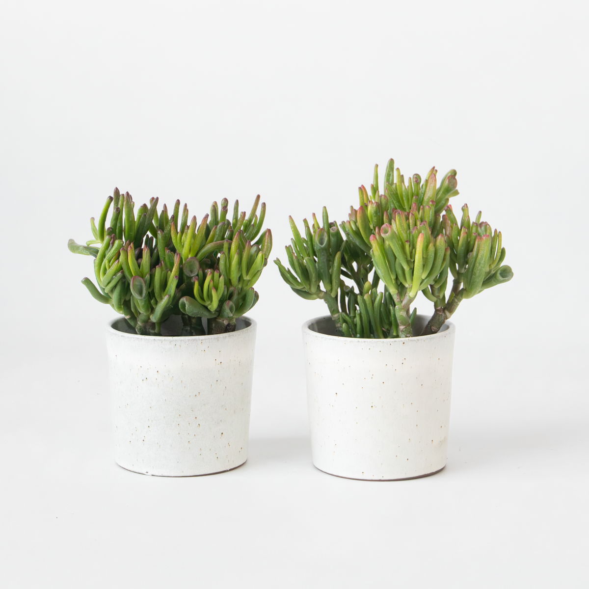 Florastore Paradisträd - 2-Pack  - Crassula Ovata 'Hobbit' - Höjd 10-20Cm - ⌀12Cm
