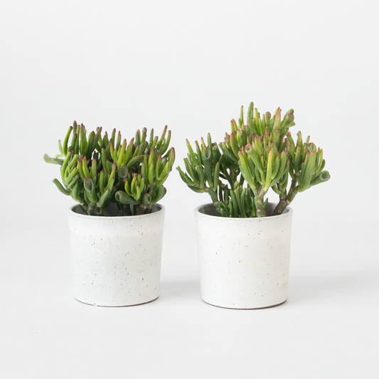 Florastore Paradisträd - 2-Pack  - Crassula Ovata 'Hobbit' - Höjd 10-20Cm - ⌀12Cm