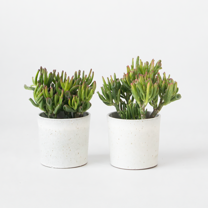 Succulents Paradisträd - 2-Pack  - Crassula Ovata 'Hobbit' - Höjd 10-20Cm - ⌀12Cm