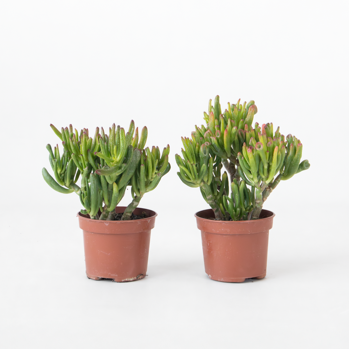 Succulents Paradisträd - 2-Pack  - Crassula Ovata 'Hobbit' - Höjd 10-20Cm - ⌀12Cm