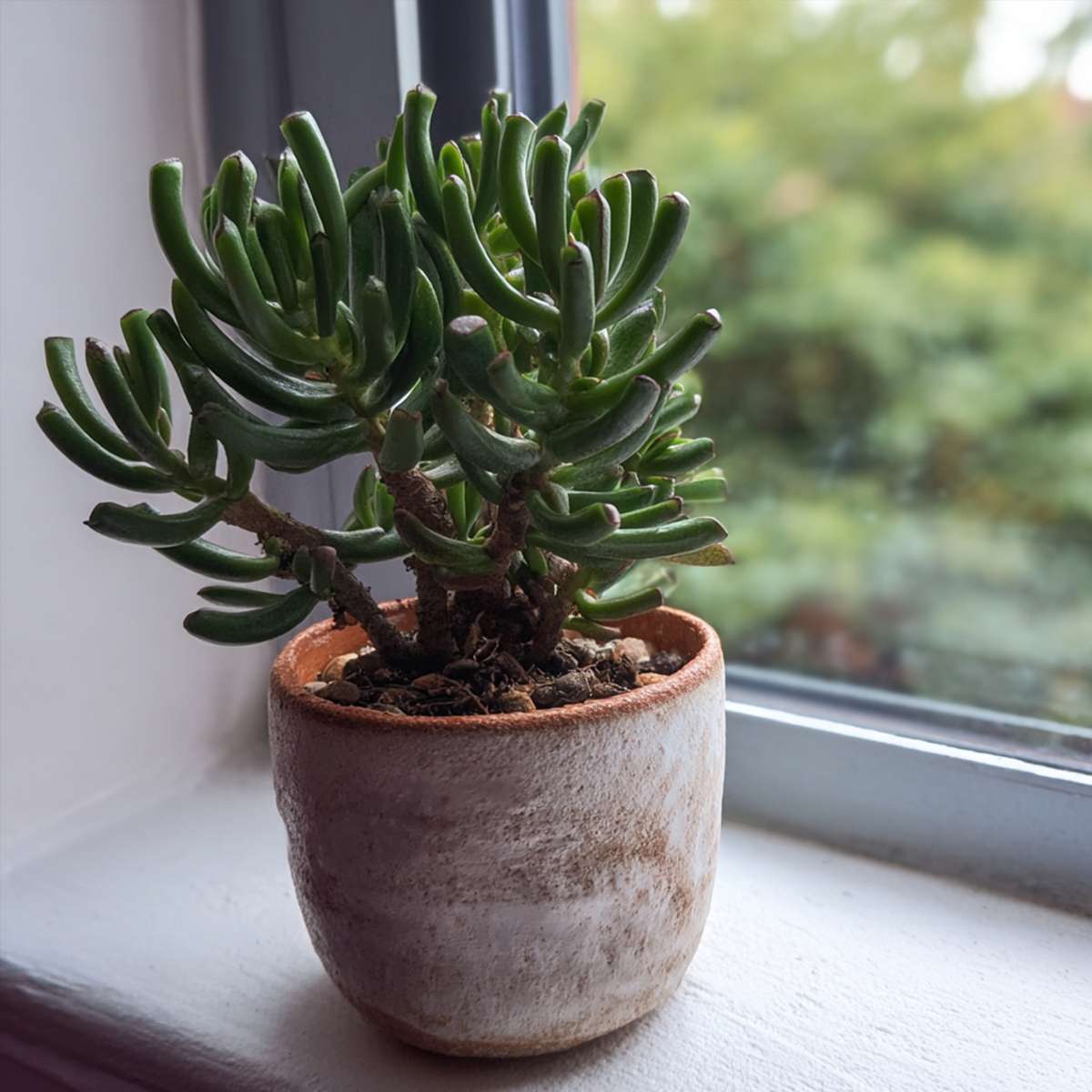 Succulents Paradisträd - 2-Pack  - Crassula Ovata 'Hobbit' - Höjd 10-20Cm - ⌀12Cm