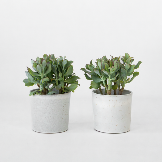 Florastore Jadeväxt - 2-Pack - Crassula Arborescens 'Curly' - Kruka 12 Cm