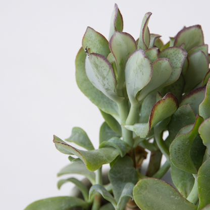 Succulents Jadeväxt - 2-Pack - Crassula Arborescens 'Curly' - Kruka 12 Cm