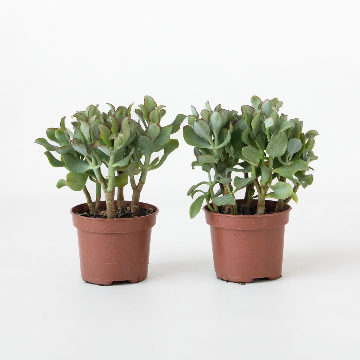 Succulents Jadeväxt - 2-Pack - Crassula Arborescens 'Curly' - Kruka 12 Cm