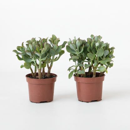 Succulents Jadeväxt - 2-Pack - Crassula Arborescens 'Curly' - Kruka 12 Cm