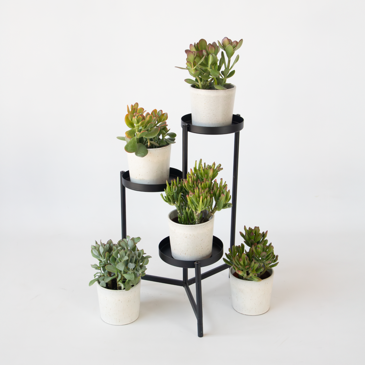 Succulents Jadeväxt - 2-Pack - Crassula Arborescens 'Curly' - Kruka 12 Cm