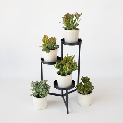 Succulents Jadeväxt - 2-Pack - Crassula Arborescens 'Curly' - Kruka 12 Cm