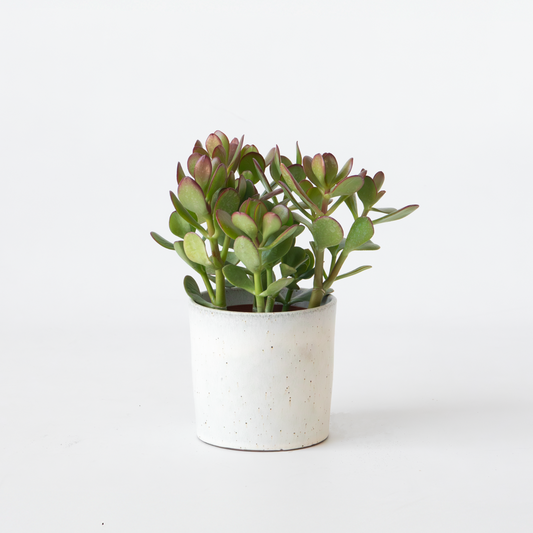 Florastore Jadeväxt - Crassula Ovata - Höjd 15-25Cm - Ø12Cm