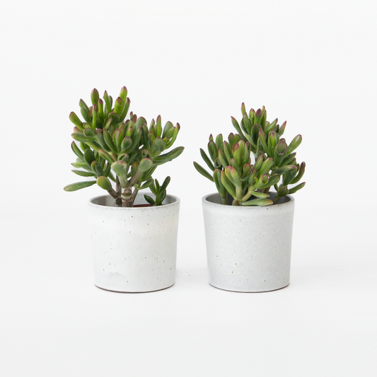 Florastore Paradisträd - 2-Pack - Crassula Ovata 'Gollum' - Höjd 15-25 Cm - Kruka 12 Cm