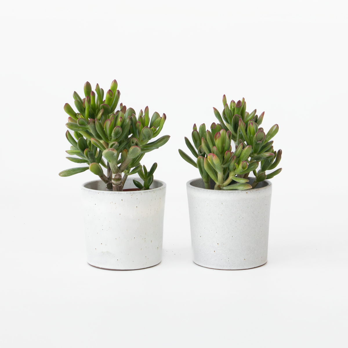 Succulents Paradisträd - 2-Pack - Crassula Ovata 'Gollum' - Höjd 15-25 Cm - Kruka 12 Cm