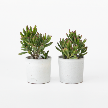 Succulents Paradisträd - 2-Pack - Crassula Ovata 'Gollum' - Höjd 15-25 Cm - Kruka 12 Cm