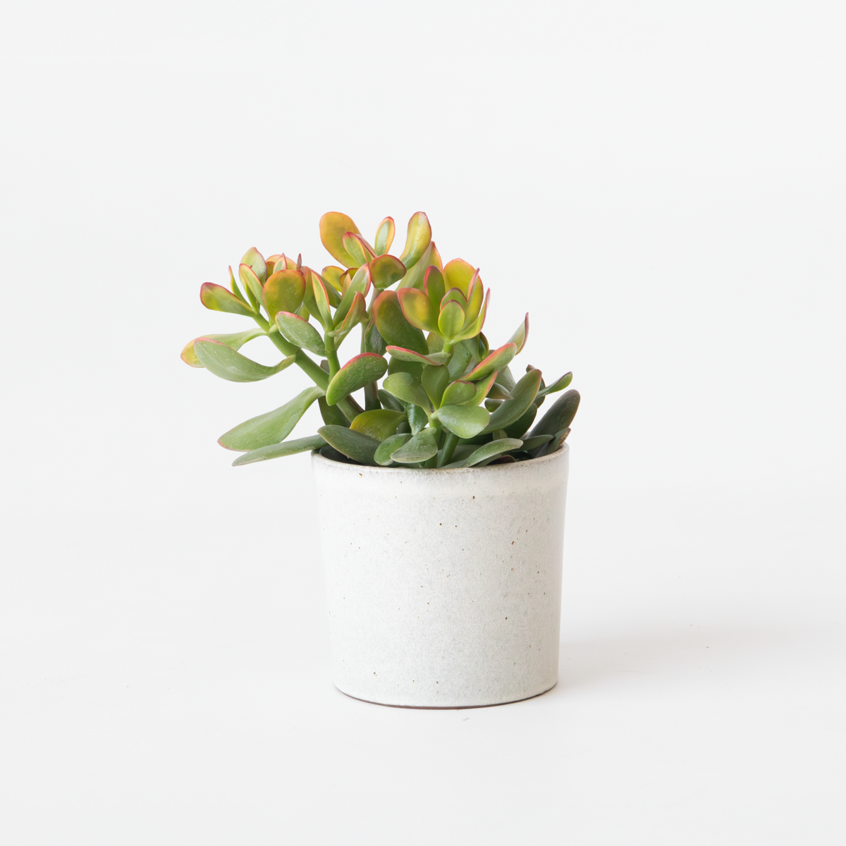 Florastore Paradisträd - Crassula Ovata 'Sunset' - Höjd 15-20Cm - ⌀12Cm
