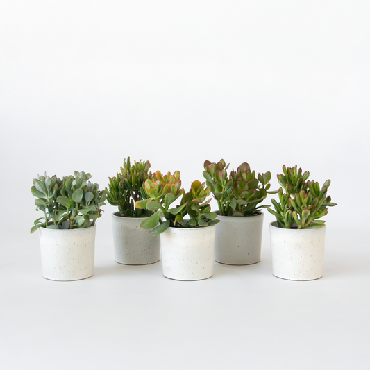 Florastore Penningträd - Mix 5 Crassula Ovata - Höjd 10–25 Cm - Kruka 12 Cm