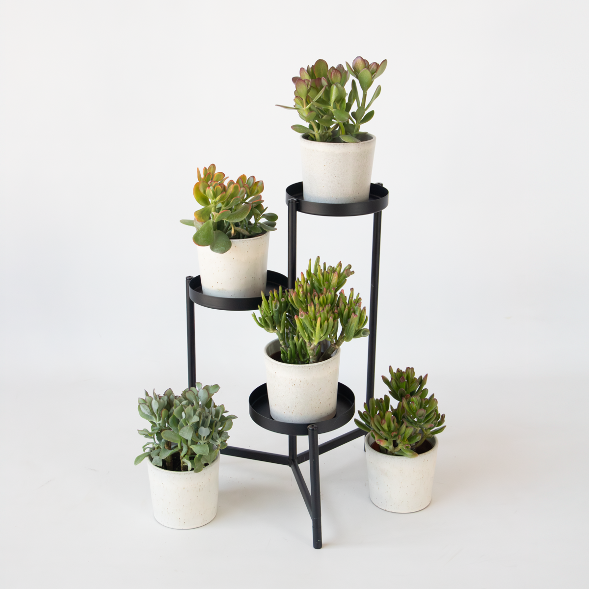 Succulents Penningträd - Mix 5 Crassula Ovata - Höjd 10–25 Cm - Kruka 12 Cm