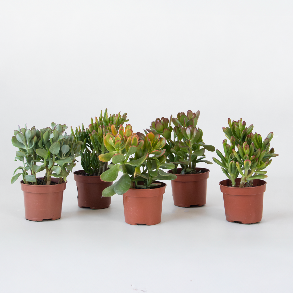 Succulents Penningträd - Mix 5 Crassula Ovata - Höjd 10–25 Cm - Kruka 12 Cm