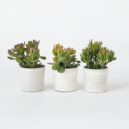 Succulents Pengaträd - 3-Pack - Crassula Minor, Hobbit, Sunset - Höjd 10–25 Cm - Ø12 Cm