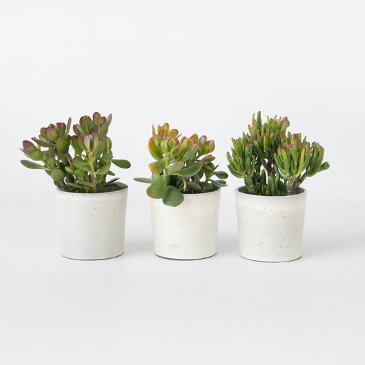 Succulents Pengaträd - 3-Pack - Crassula Minor, Hobbit, Sunset - Höjd 10–25 Cm - Ø12 Cm