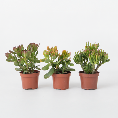 Succulents Pengaträd - 3-Pack - Crassula Minor, Hobbit, Sunset - Höjd 10–25 Cm - Ø12 Cm