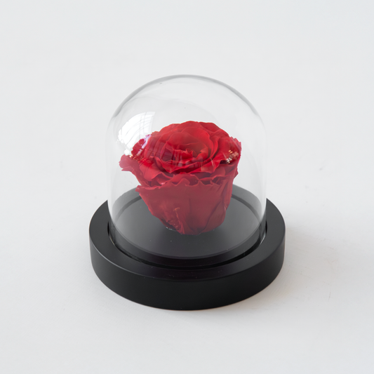 Dried Flowers Konserverad Röd Ros Under Glaskupa - Äkta Ros - Lyxig Gåva
