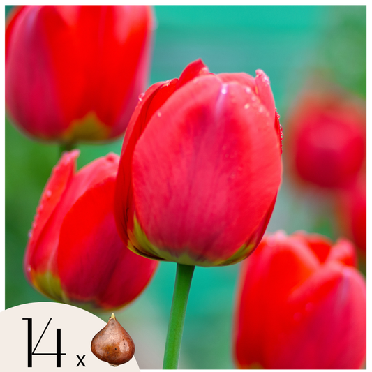 Florastore Tulpanlökar - Set Om 14 - Tulipa 'Red Impression' - Blomlökar - Röd
