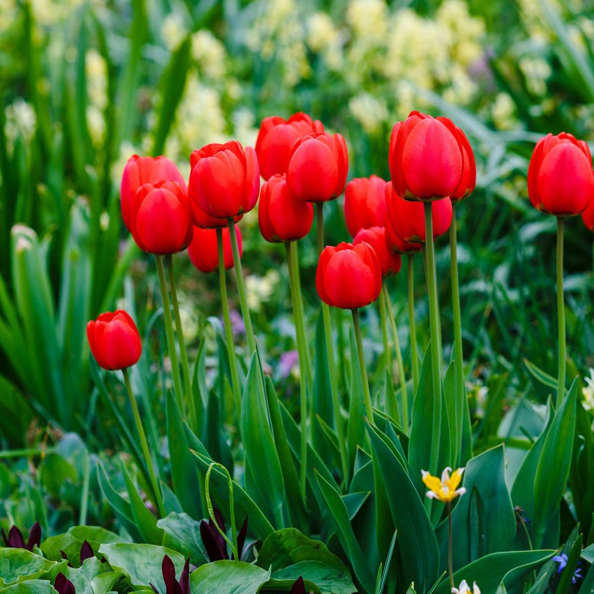 Tulip Tulpanlökar - Set Om 14 - Tulipa 'Red Impression' - Blomlökar - Röd