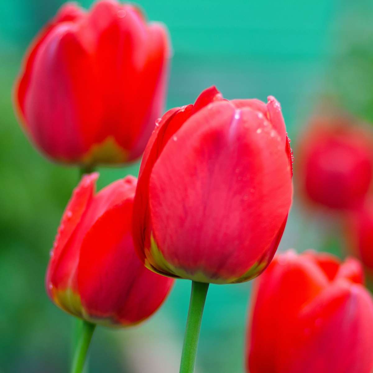Tulip Tulpanlökar - Set Om 14 - Tulipa 'Red Impression' - Blomlökar - Röd