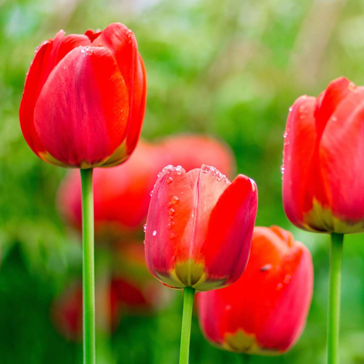 Tulip Tulpanlökar - Set Om 14 - Tulipa 'Red Impression' - Blomlökar - Röd