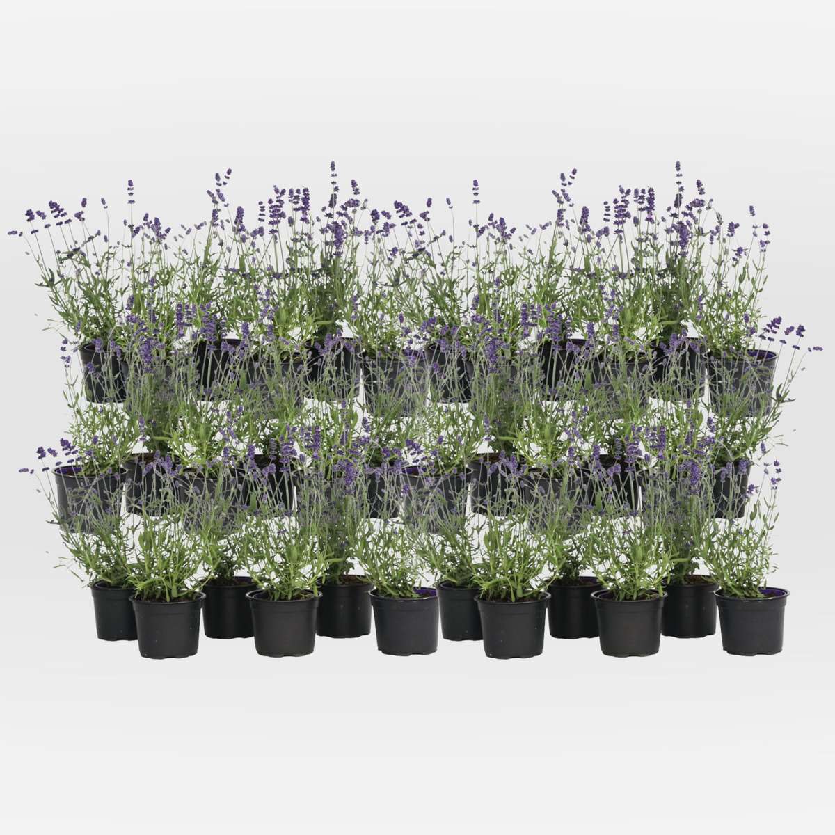 Out Of Category Garden Plants Lavendelbuskar - Set Om 36 - Lavandula Angustifolia - Höjd 10-15Cm - ⌀10,5Cm