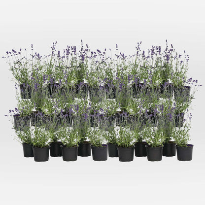 Out Of Category Garden Plants Lavendelbuskar - Set Om 36 - Lavandula Angustifolia - Höjd 10-15Cm - ⌀10,5Cm
