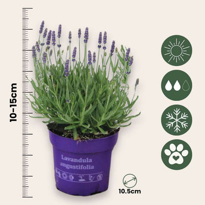 Out Of Category Garden Plants Lavendelbuskar - Set Om 36 - Lavandula Angustifolia - Höjd 10-15Cm - ⌀10,5Cm