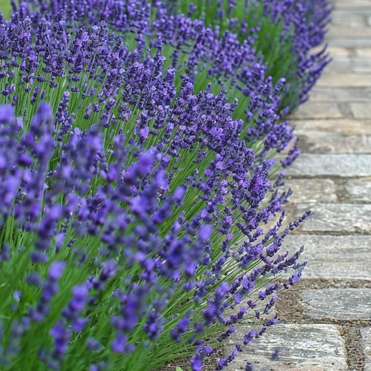 Out Of Category Garden Plants Lavendelbuskar - Set Om 36 - Lavandula Angustifolia - Höjd 10-15Cm - ⌀10,5Cm