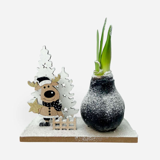 Amaryllis - Hippeastrum 'Vinterunderland Ren'