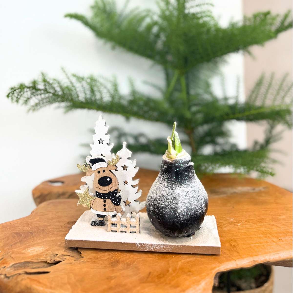 Amaryllis - Hippeastrum 'Vinterunderland Ren'