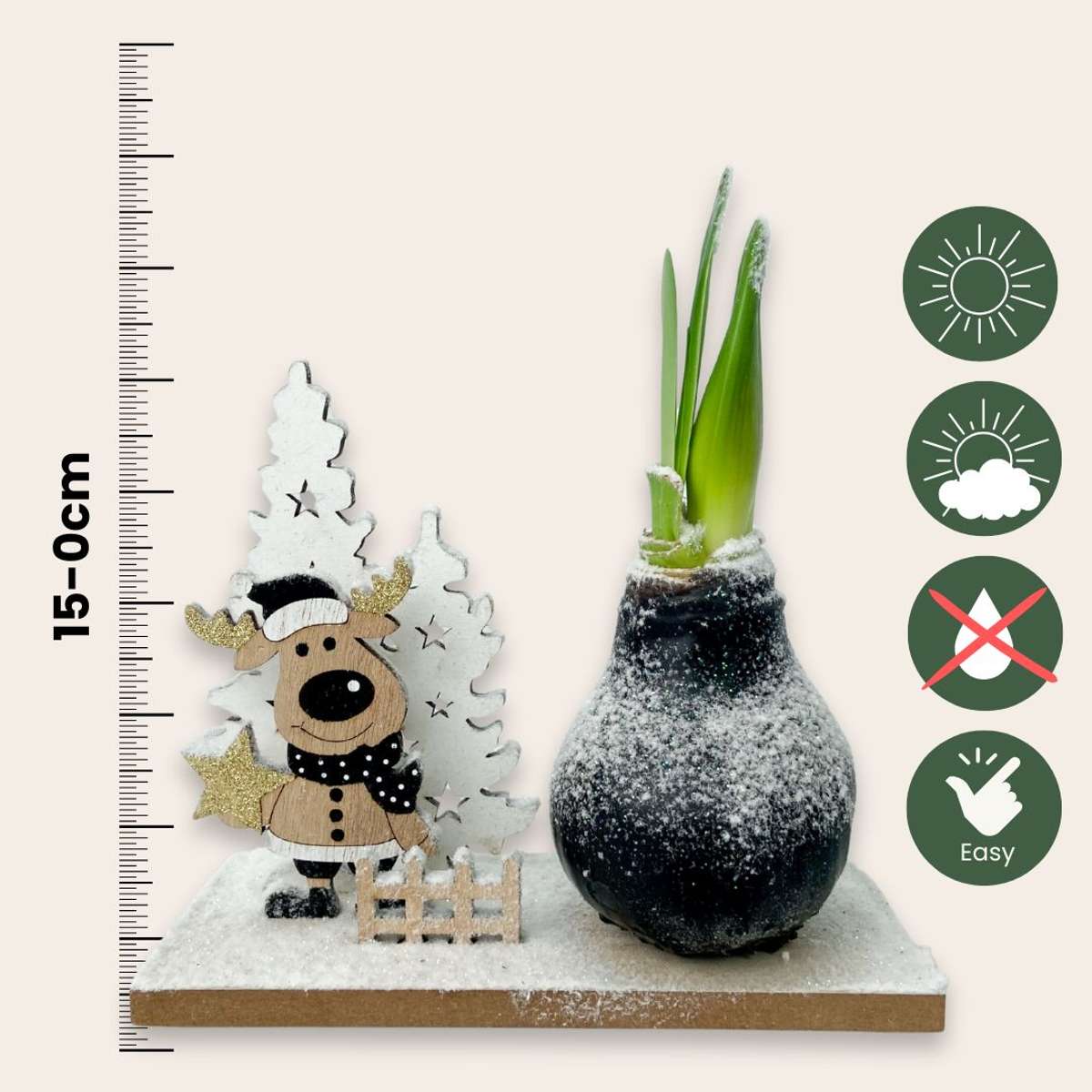 Amaryllis - Hippeastrum 'Vinterunderland Ren'