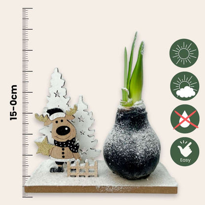 Amaryllis - Hippeastrum 'Vinterunderland Ren'