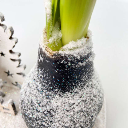 Amaryllis - Hippeastrum 'Vinterunderland Ren'