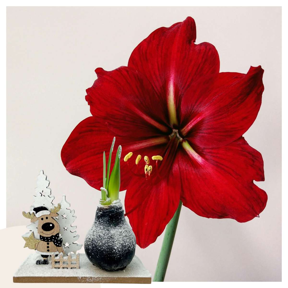 Amaryllis - Hippeastrum 'Vinterunderland Ren'