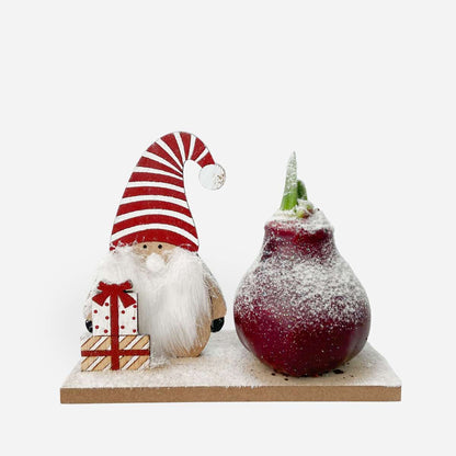 Amaryllis - Hippeastrum 'Vinterunderland Nisse'