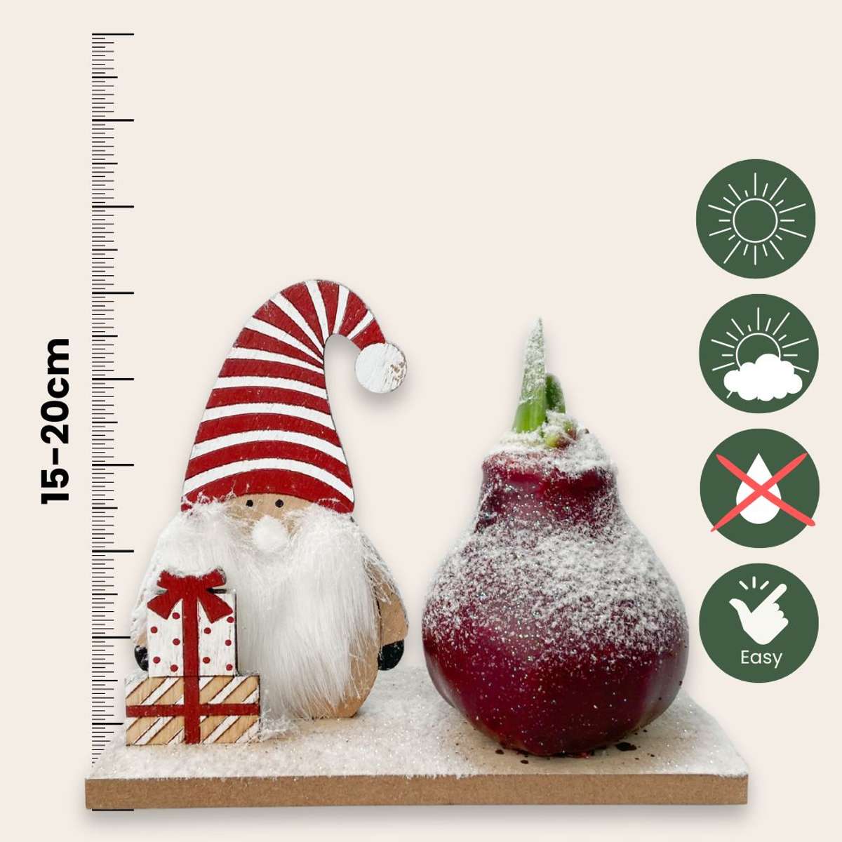 Amaryllis - Hippeastrum 'Vinterunderland Nisse'