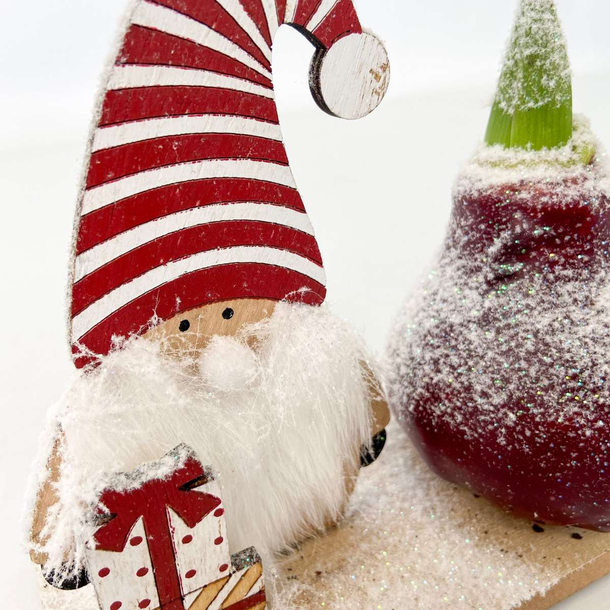 Amaryllis - Hippeastrum 'Vinterunderland Nisse'