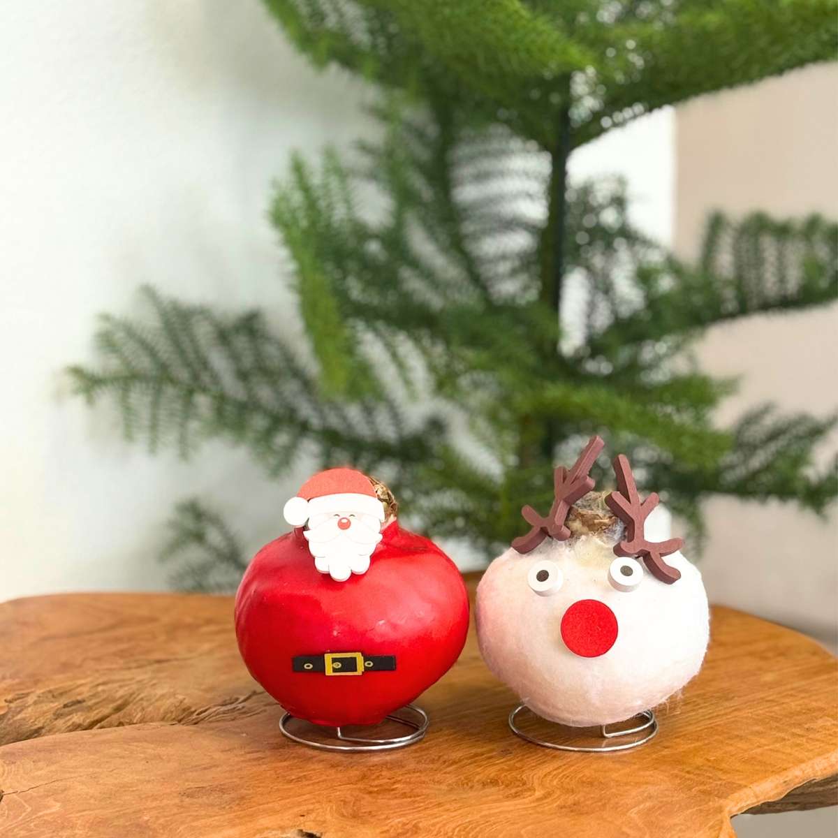 Amaryllis - Hippeastrum 'Vax Special Ren'