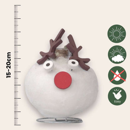 Amaryllis - Hippeastrum 'Vax Special Ren'