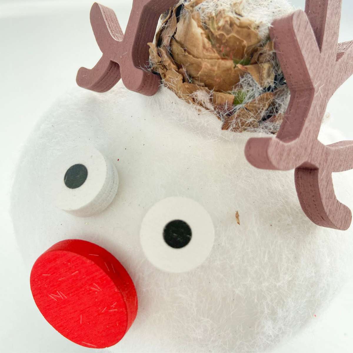 Amaryllis - Hippeastrum 'Vax Special Ren'