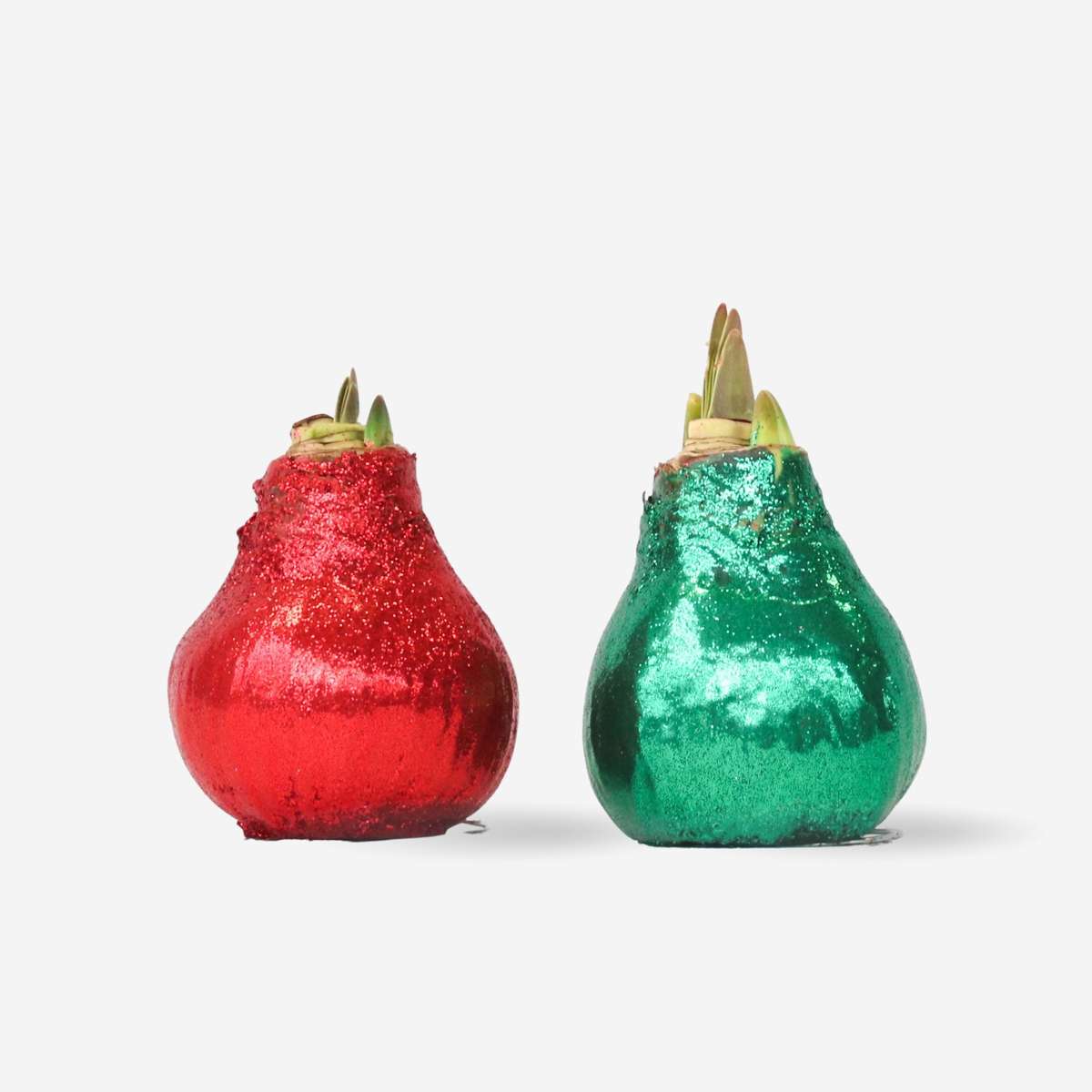 Amaryllis - Hippeastrum 'Glittrande Duo' - Röd Och Grön